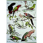 Cockatoos & Parrots Tea Towel